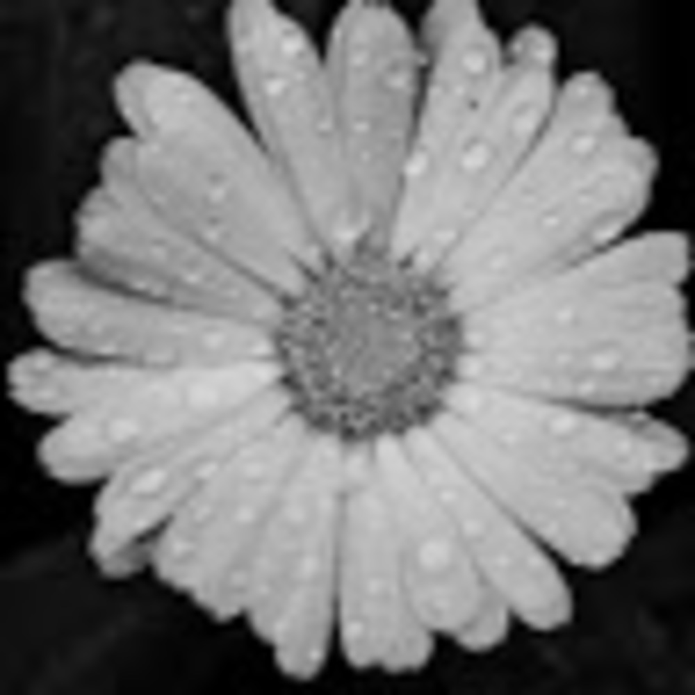 Meet your Posher, Carrie